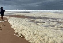 South Australian toxic algae another climate disaster